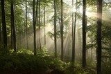 Fényárban úszó, sűrű lombok közötti erdő