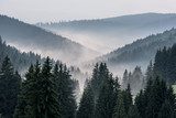 Ködös hegyi erdő látképe