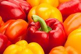 Paprika kavalkád a konyha falán