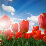 Tavaszi napsütéses tulipánmező
