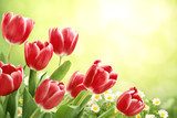 Tavaszi rét piros tulipánokkal