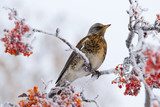 Téli madárpihenő a hólepel alatt