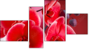 Erőd