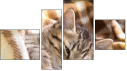 Erőd