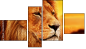 Erőd
