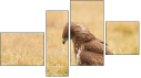 Erőd