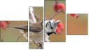 Erőd